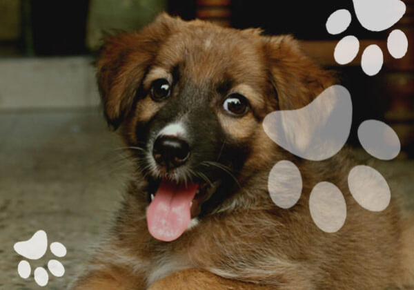Meet PETA’s 2014 ‘Cutest Indian Dog Alive’ Winners