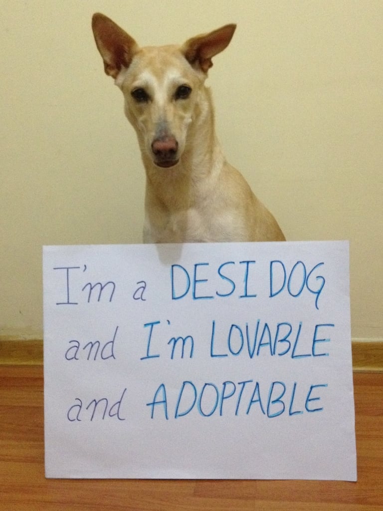 dog-adoption-peta