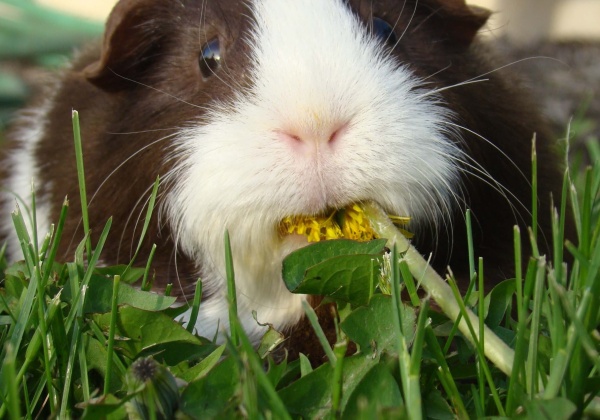 Pharmacy Council Bans Animal Experimentation in Pharmacy Courses