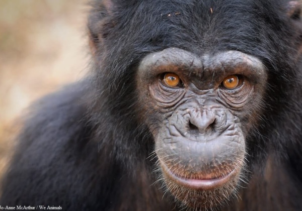 One Direction: Pull Chimpanzee From Your New Video!