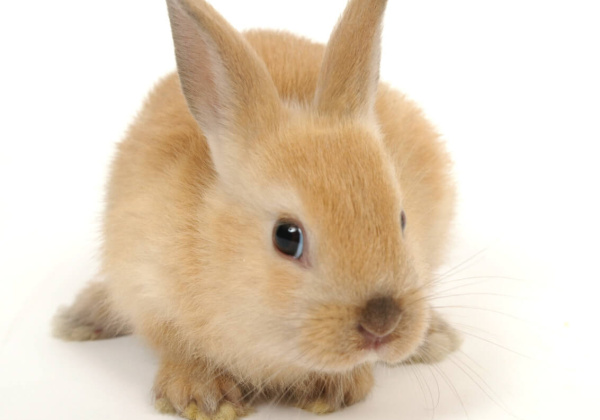 India Bans Import of Animal-Tested Cosmetics