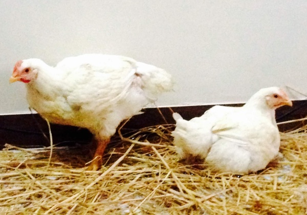 Boy, Inspired by PETA Founder, Saves Chickens