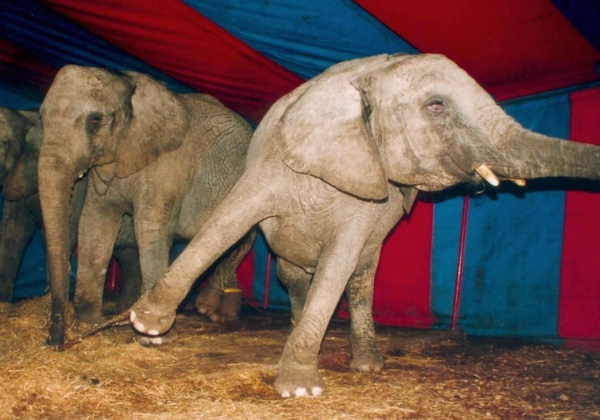 Good News for PETA’s Circus Campaign