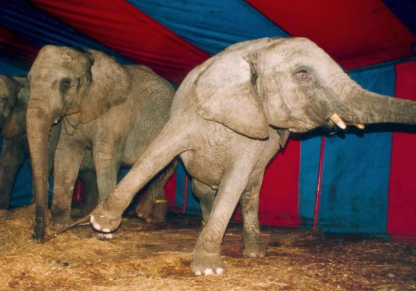 PROGRESS: Government De-Recognises Circuses Using Wild Animals