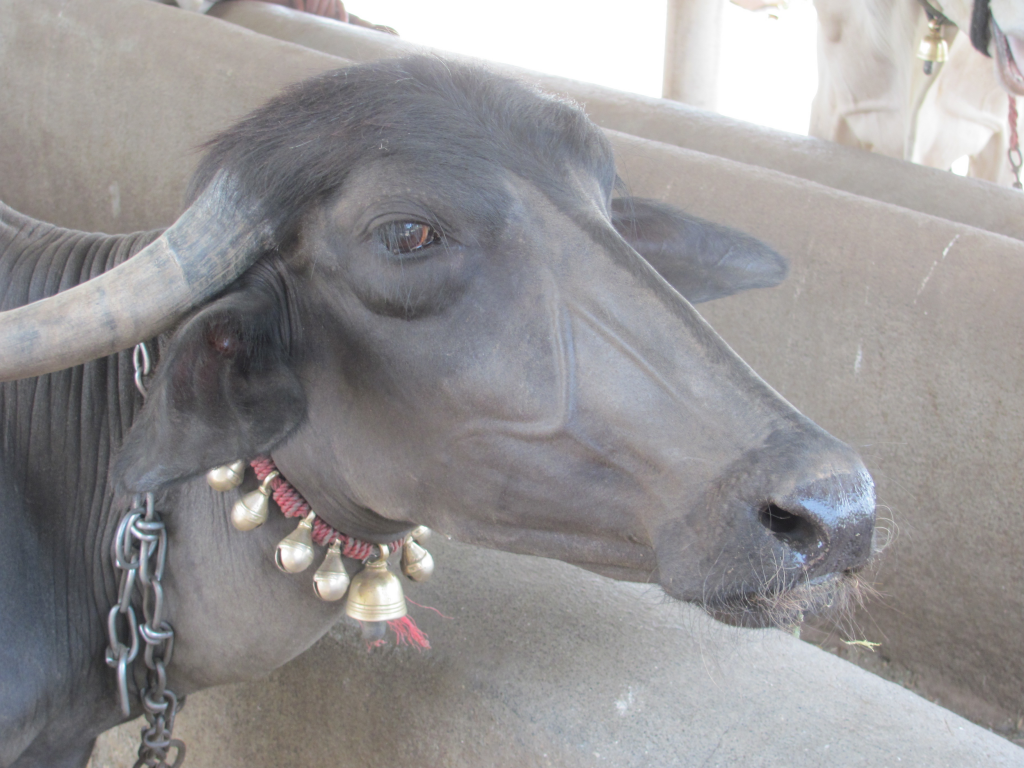 kambala-buffalo-races-stopped