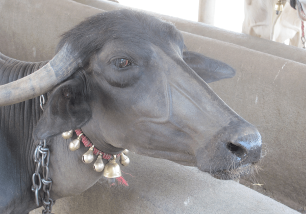 Victory! Cruel Kambala Stopped in Dakshina Kannada and Udupi