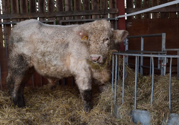 ‘Gay’ Bull Spared Slaughter, Thanks to Sam Simon
