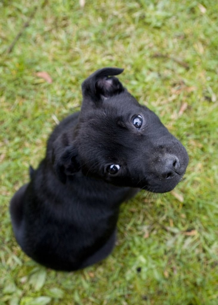 cute-pup