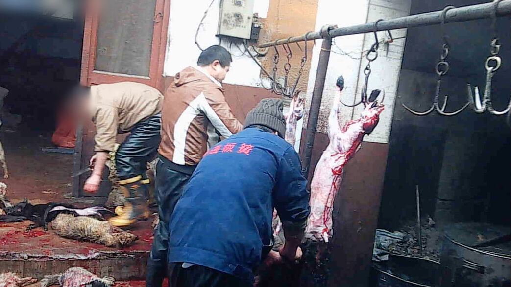 Undercover Investigation: Dogs Bludgeoned and Killed in Leather Industry
