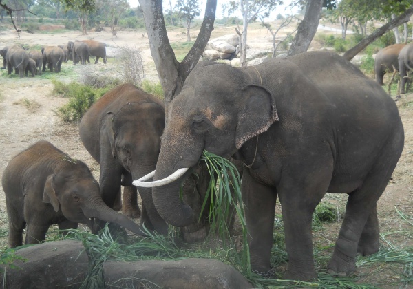 PETA Turns Sunder’s Home Into Free-Roaming, Forested Sanctuary