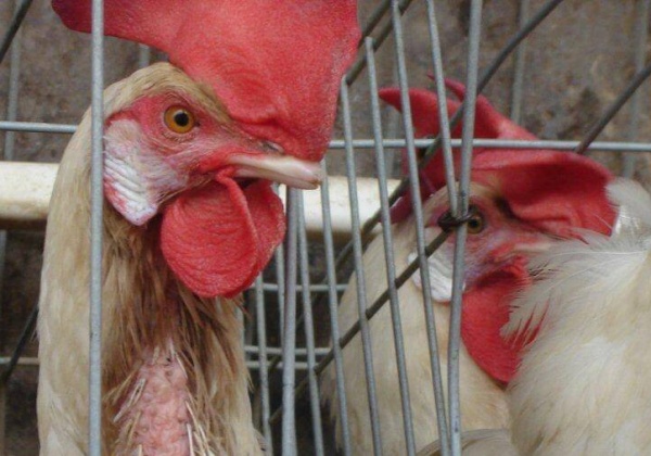 A Poem That Pecks at Animal Abuse