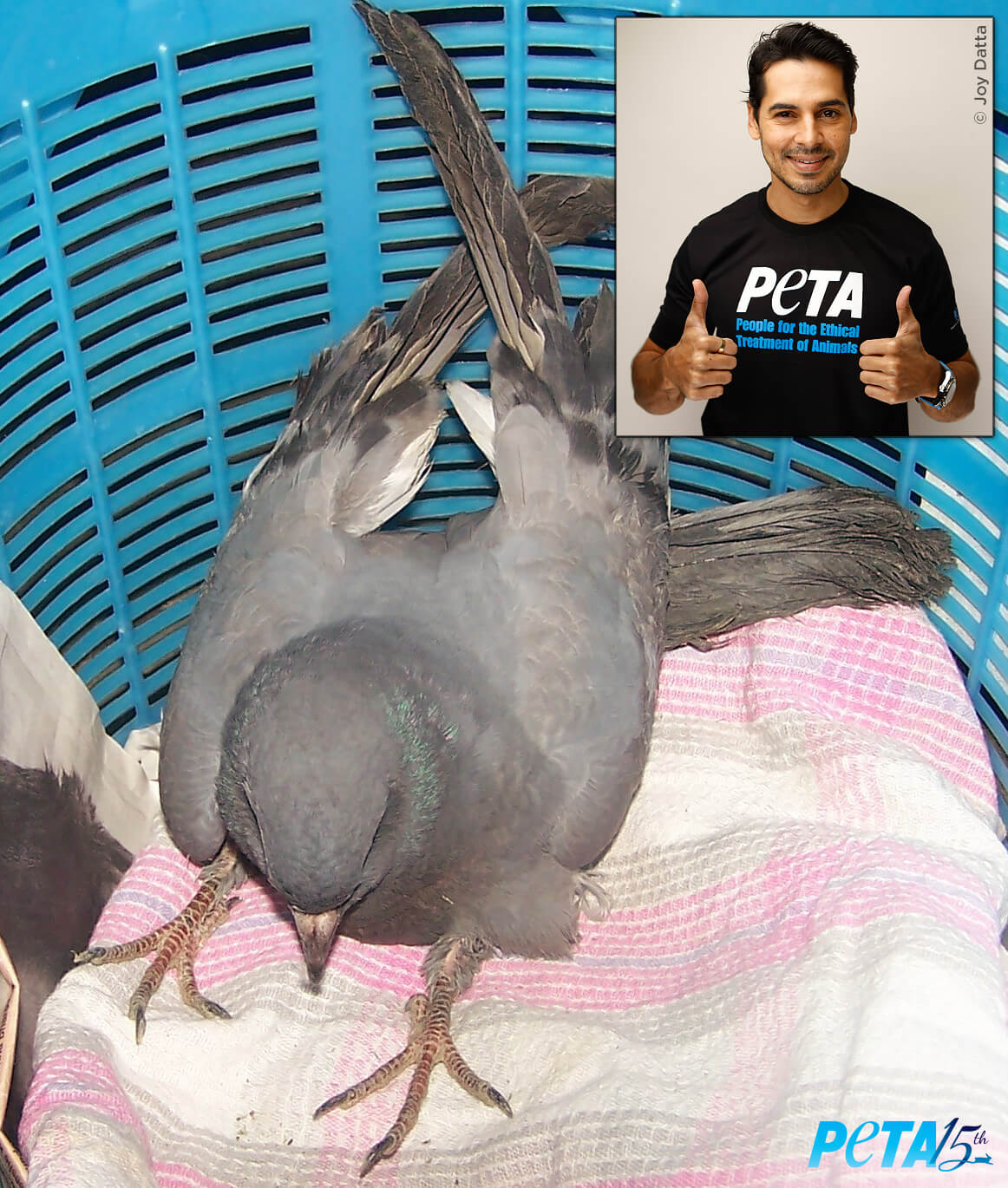 PETAIndia-social-dino-morea-pigeon-rescue-lg