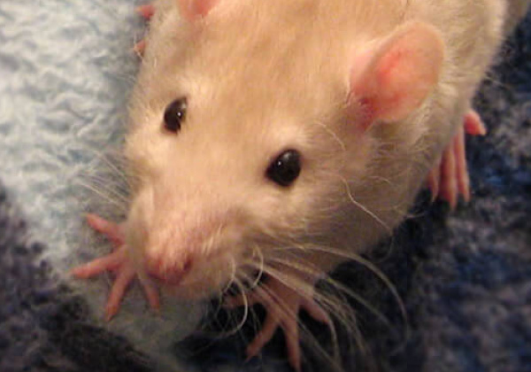 2014! An Awesome Year for Animals
