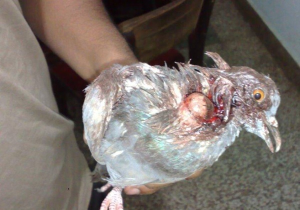 5 Reasons Not to Use Cruel Manja
