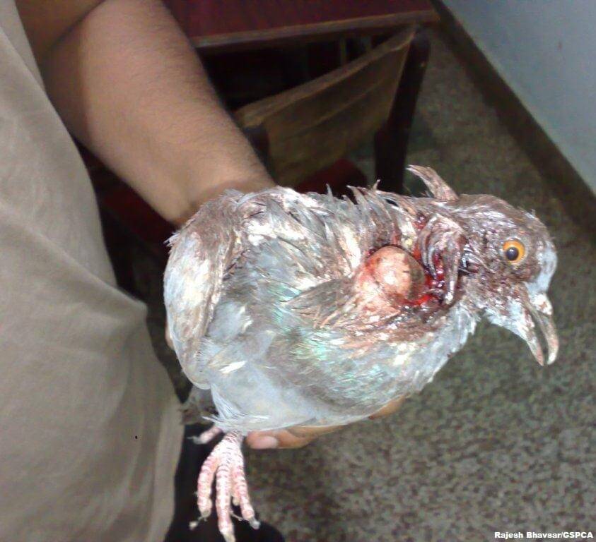 severely-injured bird