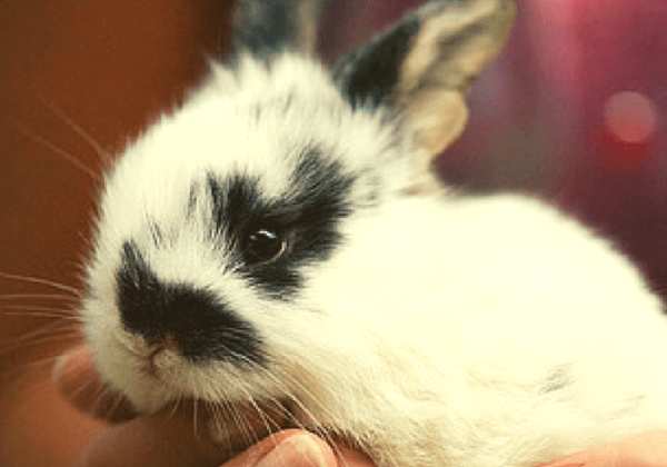 Victory! Inditex Pulls Angora Wool, Donates It to Syrian Refugees