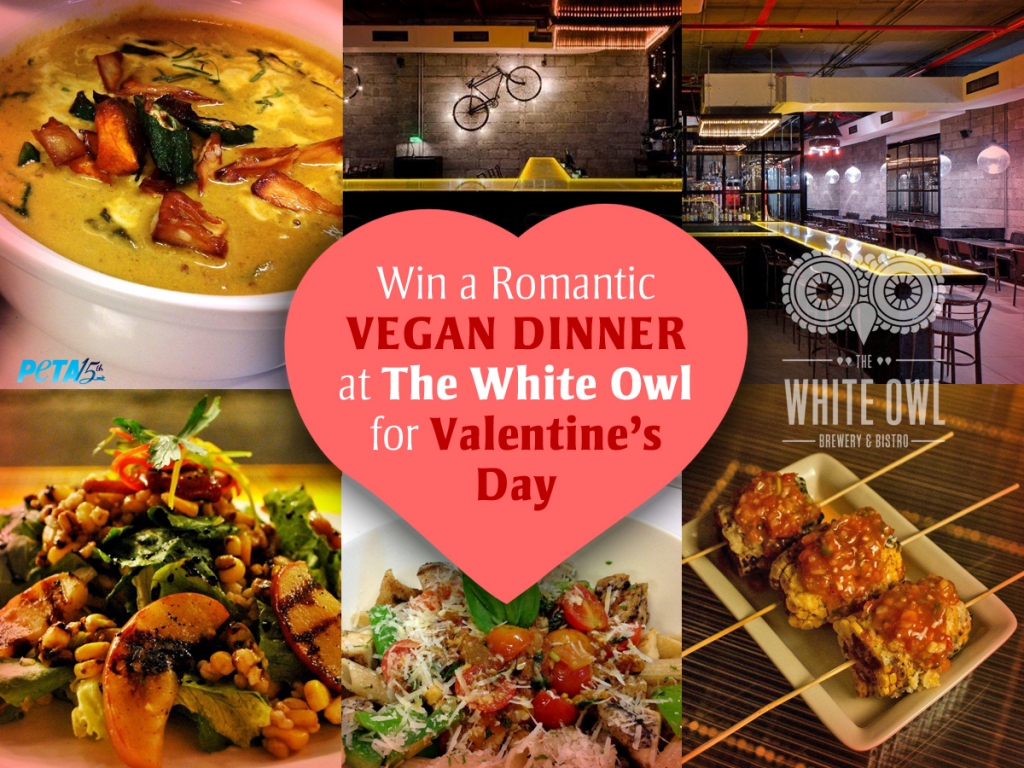 Revised White Owl Valentine's Contest