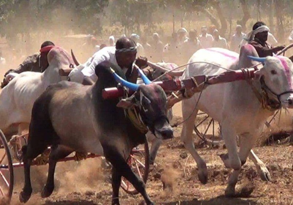 High Court of Bombay Keeps Bullock Cart Racing Banned in Maharashtra