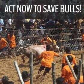 jallikattu festival for action alert - 280 by 280