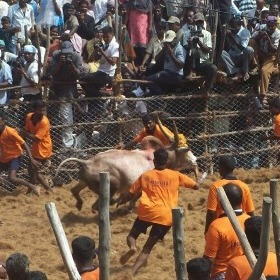 Here’s Proof That Disregard for Animals in Jallikattu Leads to Disregard for Humans