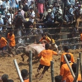 Here’s Proof That Disregard for Animals in Jallikattu Leads to Disregard for Humans