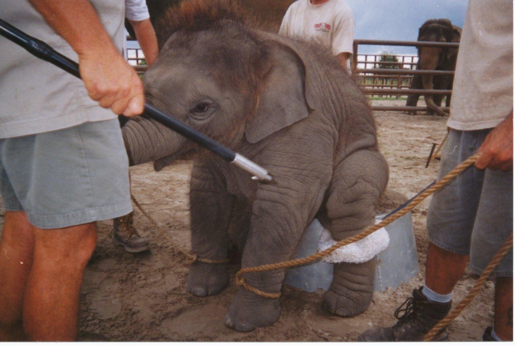 Ringling Bros To Stop Elephants Acts