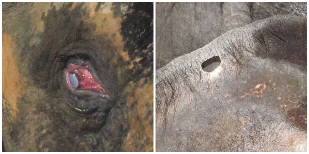 Collage of Sunder's eye and hole in ear