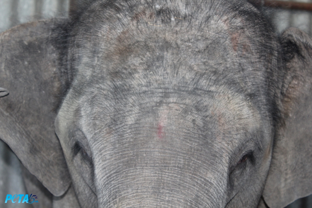 Suman  had a severe skin infection with eczematous patches noticed on the forehead copy