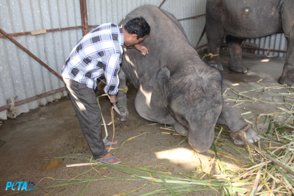 Suman  was forced to obey commands under out of the fear of being beaten . copy