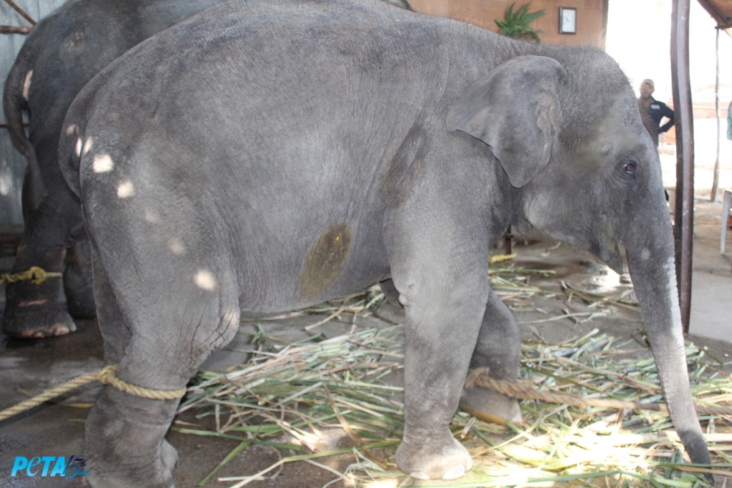 Suman was tightly tethered as well as apathetic and showed signs of both discomfort and distress copy