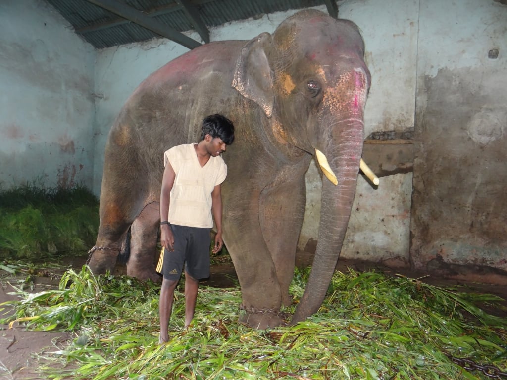 Sunder back in drak shed with chains_11 August 2012