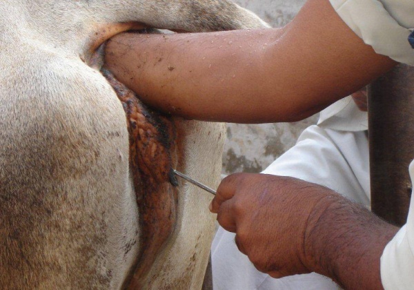 Remembering Female Animals on International Women’s Day