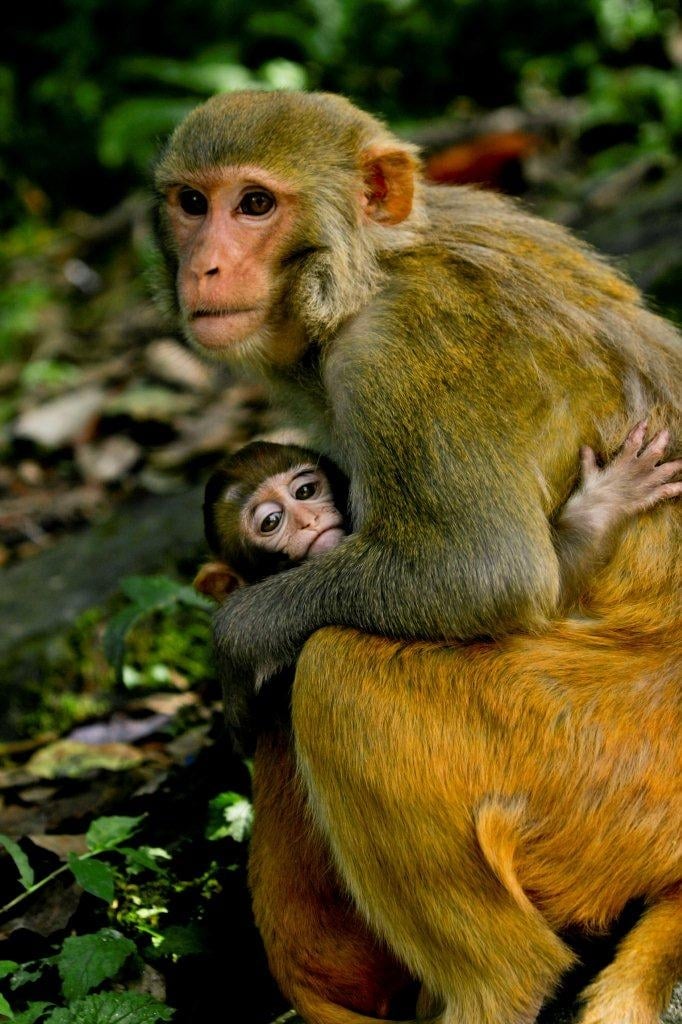 mother monkey and baby - resize