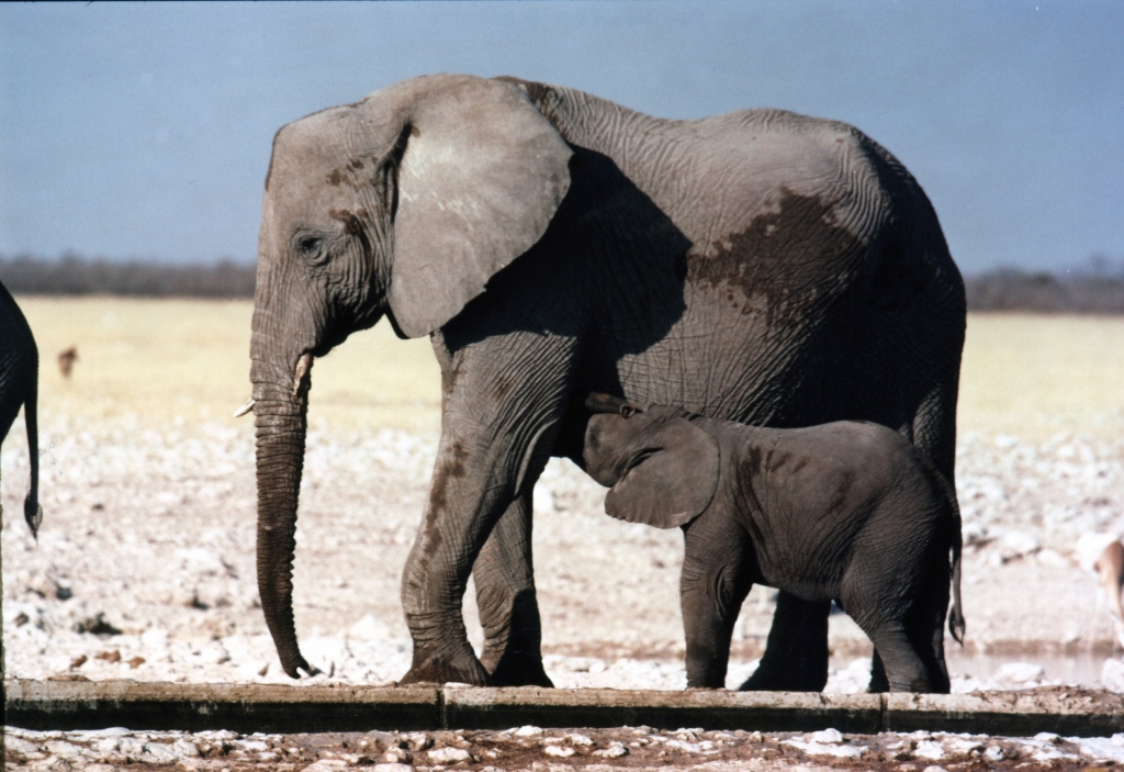 ppub_portraits_2_elephants_001