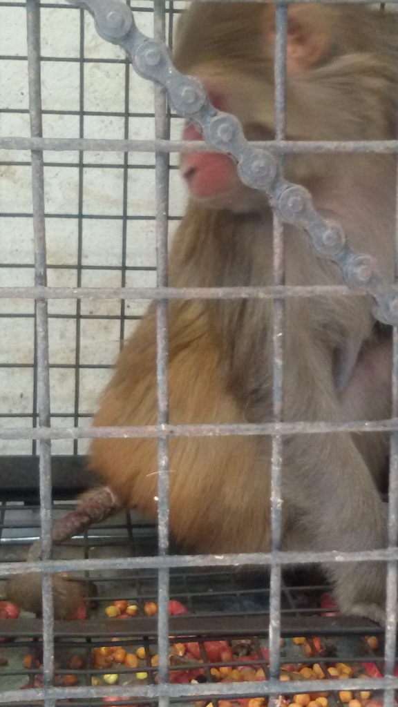 Monkey with a serious untreated injury of the tail