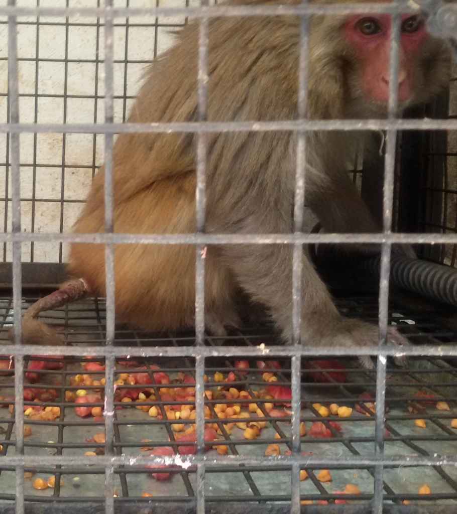 A tail injury and wasted food and water (an indication of pain)