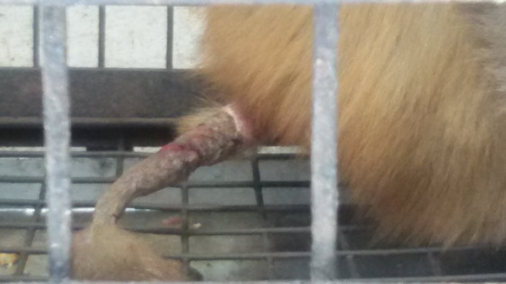 An untreated tail injury