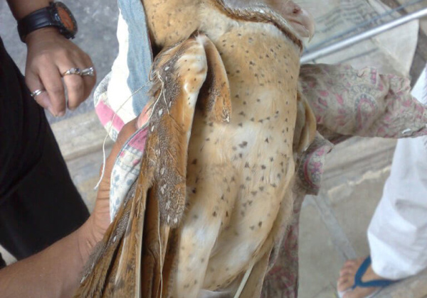 Maharashtra Becomes Latest To Ban Deadly Manja