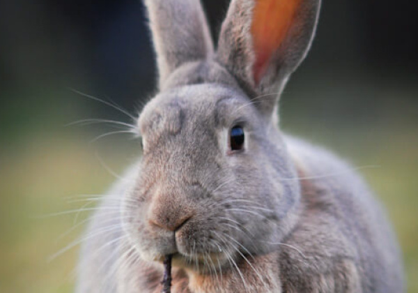 PETA Nominated for iVolunteer Award