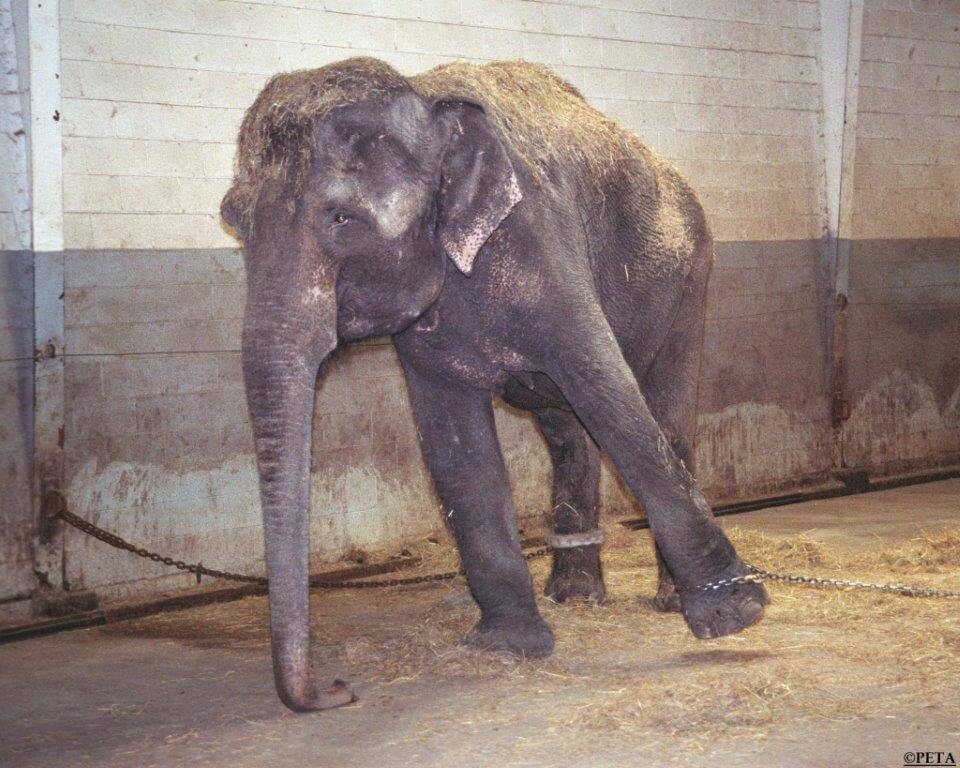 chained-elephant-option1