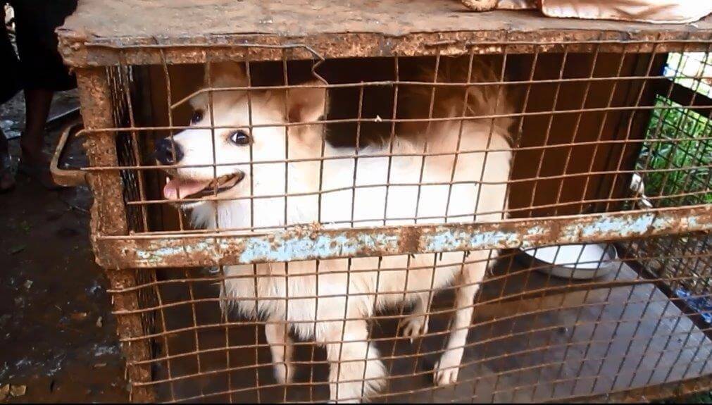VICTORY: Animals Rescued from Grand Circus VICTORY: Animals Rescued from Grand Circus