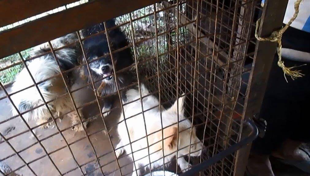 VICTORY: Animals Rescued from Grand Circus VICTORY: Animals Rescued from Grand Circus