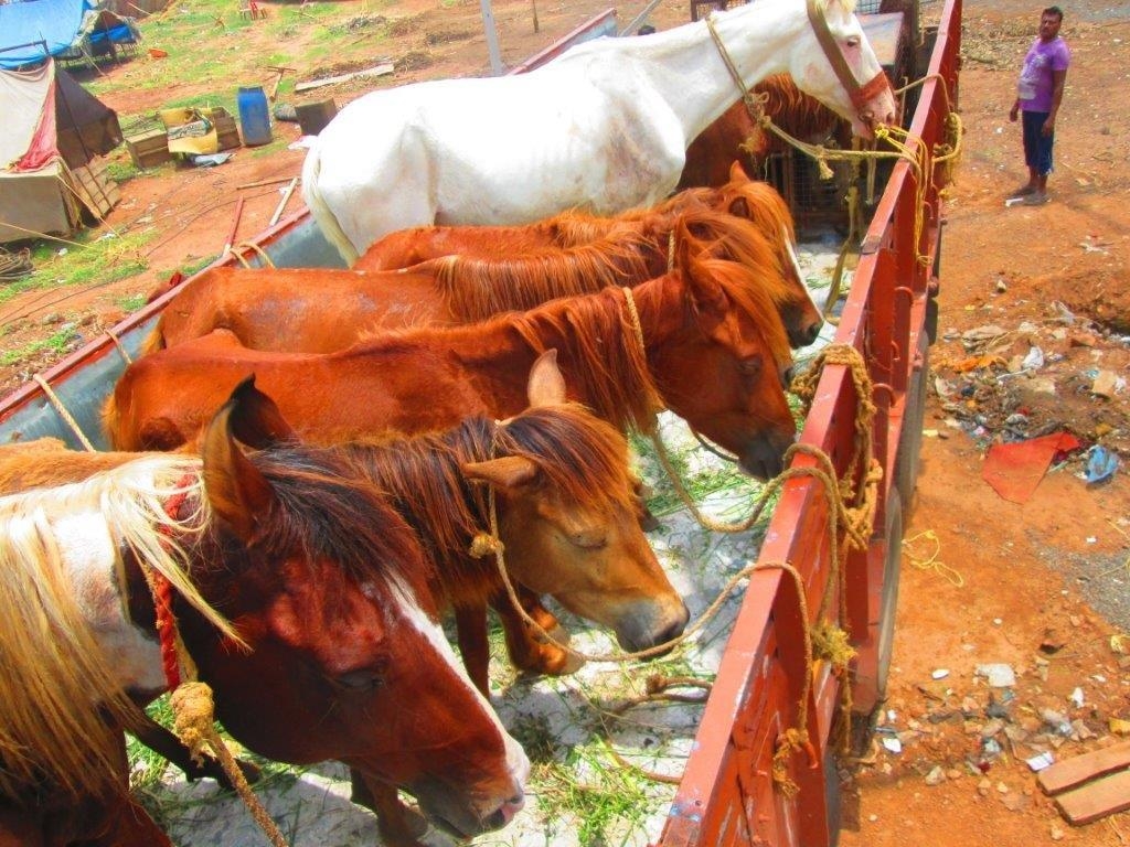 Rescued horses