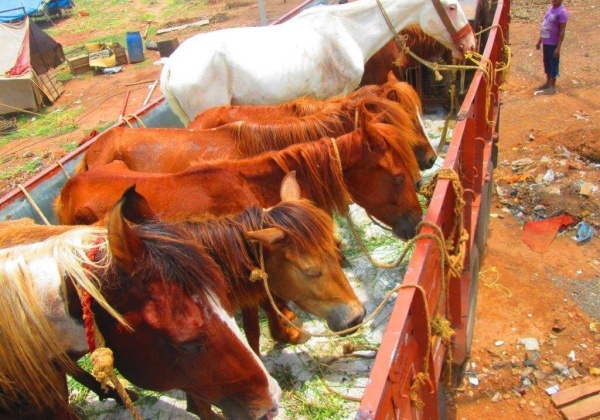 VICTORY: Animals Rescued From Grand Circus