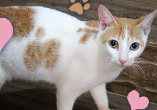 Cat Sisters up for Adoption