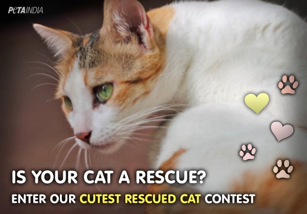 (CONTEST IS CLOSED) Is Your Cat the Cutest Cat Alive?