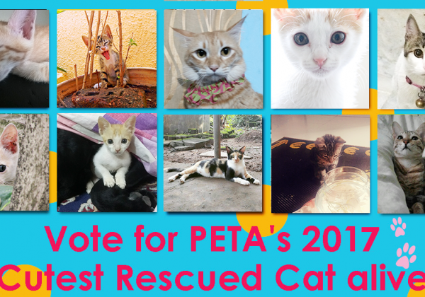 (VOTING IS CLOSED) Who is PETA’s 2017 Cutest Rescued Cat Alive?
