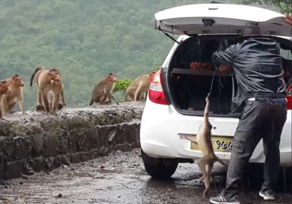 Alleged Monkey Kidnappers Arrested