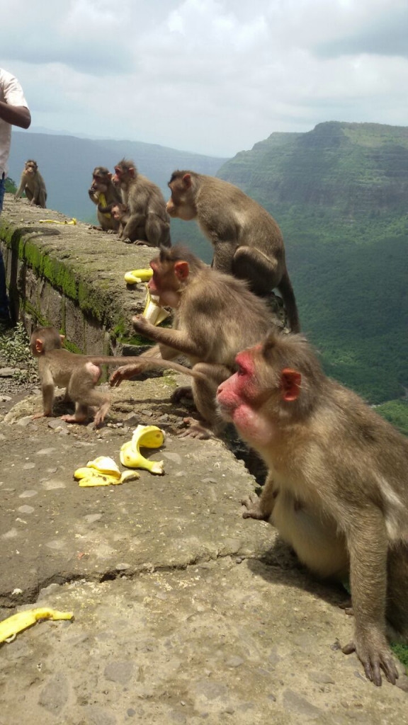 monkey's family