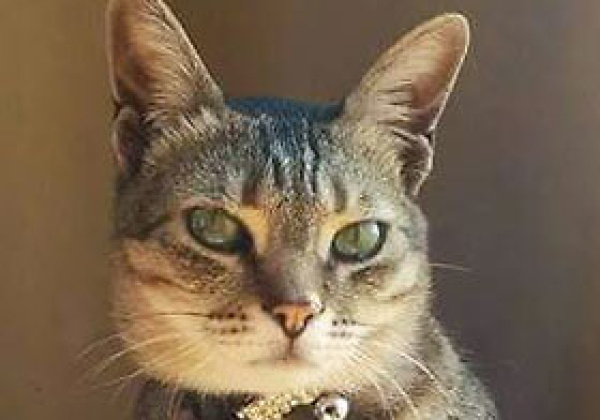 Meet PETA’s 2015 Cutest Rescued Cat Alive Winners